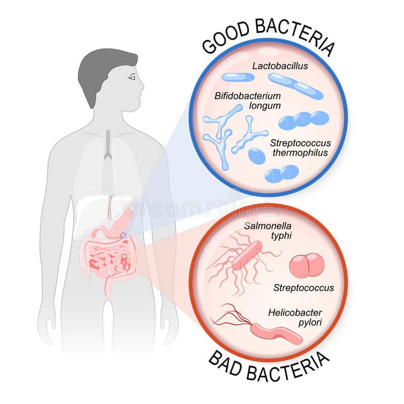 Probiotics. Gut Flora: Good and Bad Bacteria. Stock Vector ...